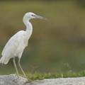 Pacific_Reef_Heron-211003-121MSDCF-FRY08508-W.jpg
