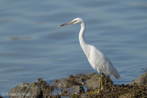 Pacific Reef Heron-240430-226MSDCF-FYP07409-W.jpg (1990 visits) Pacific Reef Heron at Marina East Drive Pacific Reef Heron-240430-226MSDCF-FYP07409-W.jpg