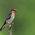 Pacific_Swallow-100627-101EOS7D-IMG_1394-W.jpg