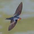 Pacific Swallow-180311-107ND500-FYP_9905-W.jpg
