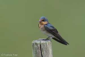 Pacific Swallow-250622-112FRYAP-FYA03373-W.jpg (643 visits) Pacific Swallow at Hamsptead Wetlands Park Pacific Swallow-250622-112FRYAP-FYA03373-W.jpg