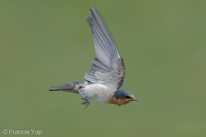 Pacific Swallow-250622-112FRYAP-FYA03437-W.jpg (646 visits) Pacific Swallow at Hamsptead Wetlands Park Pacific Swallow-250622-112FRYAP-FYA03437-W.jpg