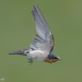 Pacific Swallow-250622-112FRYAP-FYA03437-W.jpg