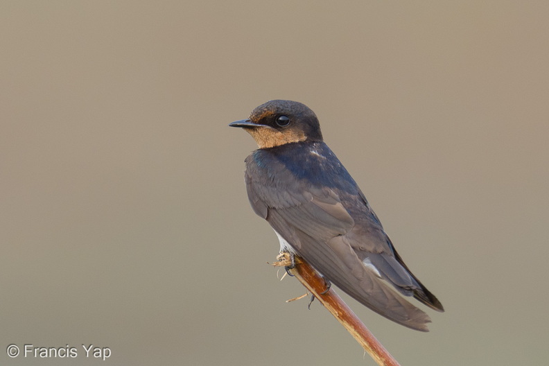 Pacific_Swallow-260915-206FRYAP-FYA01281-W.jpg