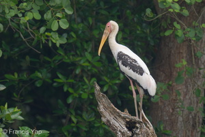 Painted Stork-210925-121MSDCF-FRY00148-W.jpg