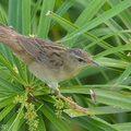 Pallass_Grasshopper_Warbler-140219-114EOS1D-FY1X2511-W.jpg