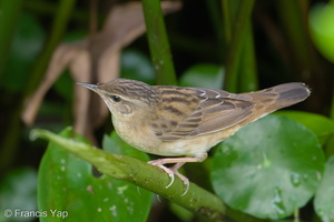Pallas's Grasshopper Warbler-171121-105ND500-FYP_7308-W.jpg