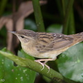 Pallass_Grasshopper_Warbler-171121-105ND500-FYP_7308-W.jpg