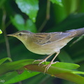 Pallass_Grasshopper_Warbler-260428-186FRYAP-FYA02297-W.jpg
