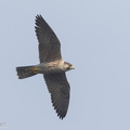 Peregrine_Falcon-160328-103EOS7D-FY7D3240-W.jpg