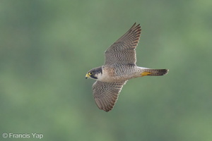 Peregrine Falcon-240215-215MSDCF-FYP02823-W.jpg (2047 visits) Peregrine Falcon at Kranji Loop Peregrine Falcon-240215-215MSDCF-FYP02823-W.jpg