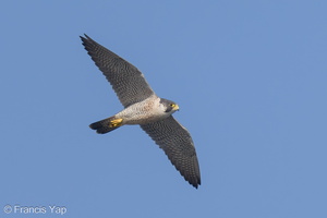 Peregrine Falcon-240219-215MSDCF-FYP07597-W.jpg (2090 visits) Peregrine Falcon at Kranji Loop Peregrine Falcon-240219-215MSDCF-FYP07597-W.jpg