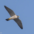 Peregrine Falcon-240219-215MSDCF-FYP07597-W.jpg