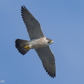 Peregrine Falcon-240317-219MSDCF-FYP03209-W.jpg