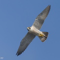 Peregrine_Falcon-240317-219MSDCF-FYP03911-W.jpg