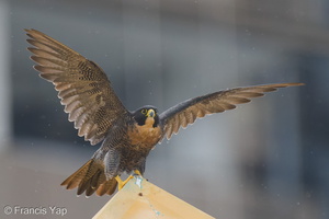 Peregrine Falcon-250711-114FRYAP-FYA05818-W.jpg (647 visits) Peregrine Falcon at Jalan Kukoh Peregrine Falcon-250711-114FRYAP-FYA05818-W.jpg