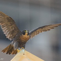 Peregrine Falcon-250711-114FRYAP-FYA05818-W.jpg