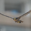 Peregrine Falcon-250711-114FRYAP-FYA05923-W.jpg