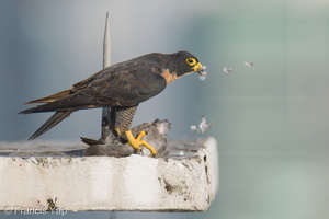 Peregrine Falcon-250717-115FRYAP-FYA01719-W.jpg (642 visits) Peregrine Falcon at Jalan Kukoh Peregrine Falcon-250717-115FRYAP-FYA01719-W.jpg