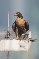 Peregrine Falcon-250717-115FRYAP-FYA05011-W.jpg (658 visits) Peregrine Falcon at Jalan Kukoh Peregrine Falcon-250717-115FRYAP-FYA05011-W.jpg