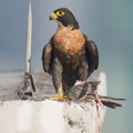 Peregrine Falcon-250717-115FRYAP-FYA05011-W.jpg
