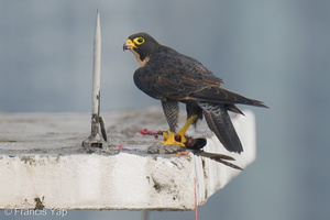 Peregrine Falcon-250717-115FRYAP-FYA05506-W.jpg (654 visits) Peregrine Falcon at Jalan Kukoh Peregrine Falcon-250717-115FRYAP-FYA05506-W.jpg