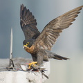 Peregrine Falcon-250717-115FRYAP-FYA06524-W.jpg
