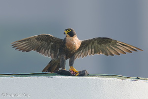 Peregrine Falcon-250720-116FRYAP-FYA01919-W.jpg (657 visits) Peregrine Falcon at Jalan Kukoh Peregrine Falcon-250720-116FRYAP-FYA01919-W.jpg