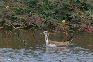 Pheasant-tailed Jacana-201206-127MSDCF-FYP02649-W.jpg