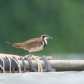 Pheasant-tailed_Jacana-231119-210MSDCF-FYP08362-W.jpg