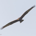 Pied_Harrier-141026-119EOS1D-FY1X4510-W.jpg