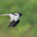 Pied_Harrier-240112-213MSDCF-FYP06695-W.jpg