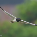 Pied_Harrier-240112-213MSDCF-FYP08257-W.jpg