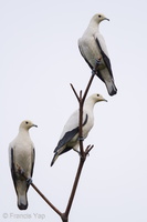 Pied Imperial Pigeon-101230-105EOS7D-IMG_2858-W.jpg