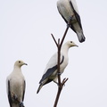 Pied_Imperial_Pigeon-101230-105EOS7D-IMG_2858-W.jpg