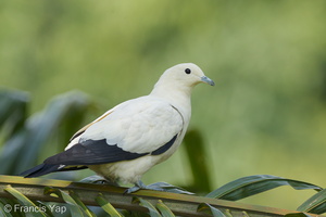 Pied Imperial Pigeon-110915-105EOS1D-FYAP1680-W.jpg