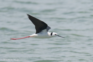 Pied Stilt-230523-205MSDCF-FYP04687-W.jpg (2825 visits) Pied Stilt at Marina East Drive Pied Stilt-230523-205MSDCF-FYP04687-W.jpg