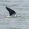 Pied_Stilt-230523-205MSDCF-FYP04687-W.jpg