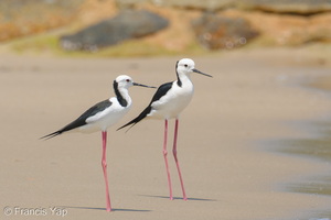 Pied Stilt-260403-169FRYAP-FYA02322-W.jpg