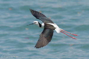 Pied Stilt-260403-170FRYAP-FYA01900-W.jpg