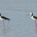 Pied_Stilt-260507-187FRYAP-FYA07683-W.jpg