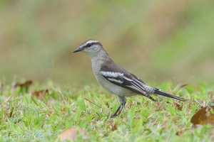 Pied Triller-150809-100EOS5D-FY5S4343-W.jpg