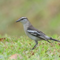 Pied_Triller-150809-100EOS5D-FY5S4343-W.jpg
