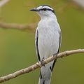 Pied_Triller-210227-100MSDCF-FRY03622-W.jpg