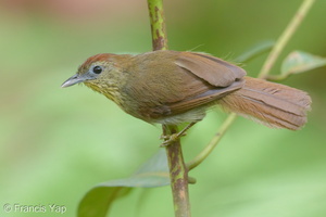 Pin-striped Tit-Babbler-150729-100EOS5D-FY5S3234-W.jpg