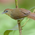 Pin-striped_Tit-Babbler-150729-100EOS5D-FY5S3234-W.jpg