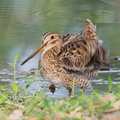 Pin-tailed_Snipe-140402-114EOS1D-FYAP2631-W.jpg