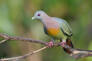Pink-necked Green Pigeon-160512-100EOS1D-F1X22914-W.jpg (4317 visits) Pink-necked Green Pigeon at Jelutong Tower Pink-necked Green Pigeon-160512-100EOS1D-F1X22914-W.jpg