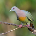 Pink-necked_Green_Pigeon-160512-100EOS1D-F1X22914-W.jpg