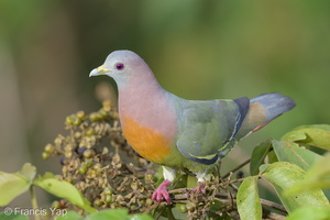 Pink-necked Green Pigeon-160629-101EOS1D-F1X26649-W.jpg (4405 visits) Pink-necked Green Pigeon at Jelutong Tower Pink-necked Green Pigeon-160629-101EOS1D-F1X26649-W.jpg
